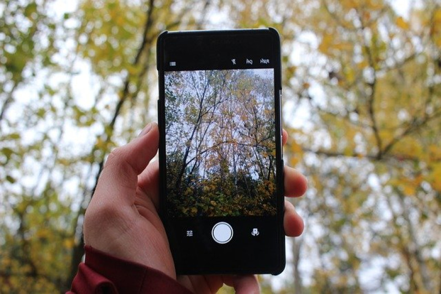 Handy in Hand, Wald im Hintergrund und auf Display