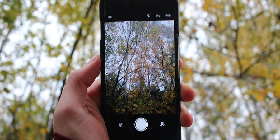 Handy in Hand, Wald im Hintergrund und auf Display